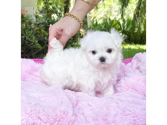 Η Pedigree Maltese Fija γέννησε 4 υγιή κουτάβια.